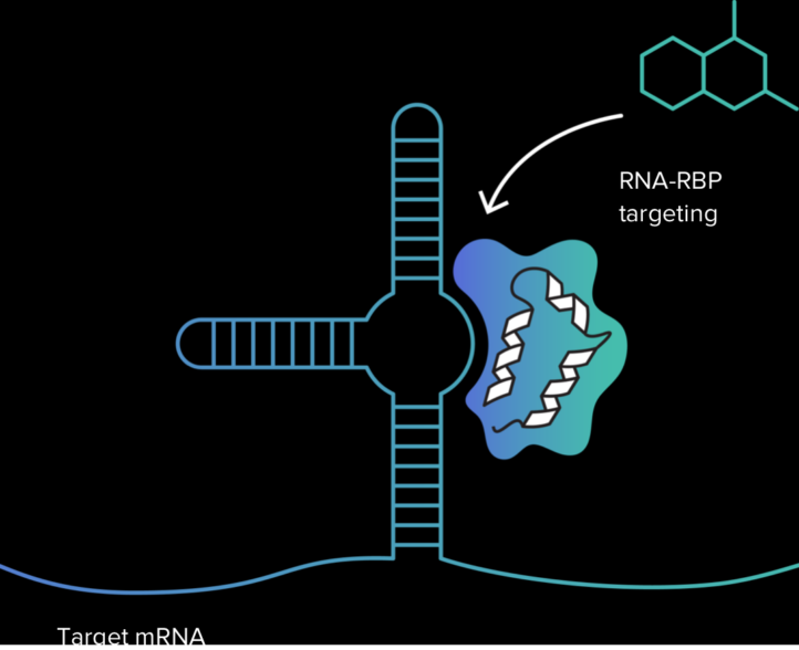 RNA-RBP targeting, Target mRNA